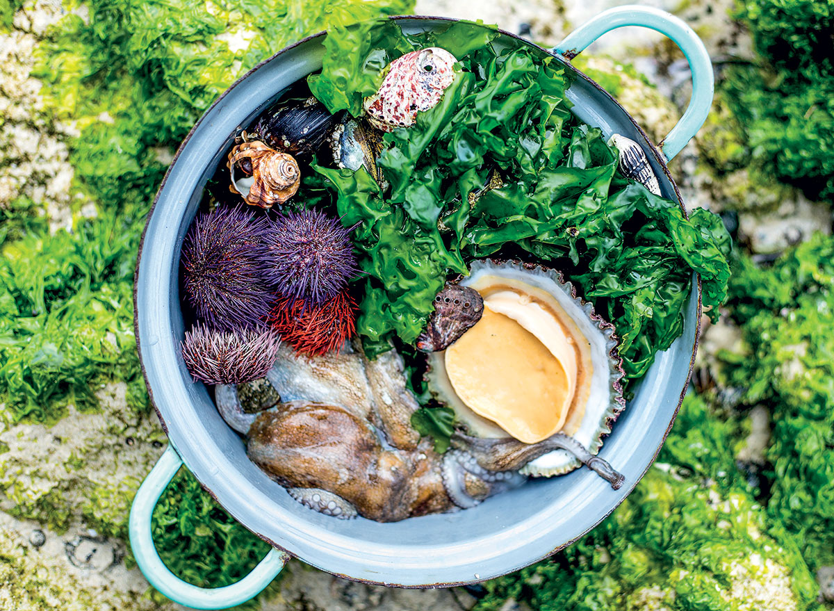 sea urchins, octopus, limpets