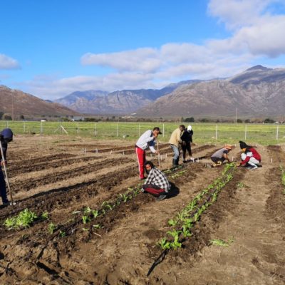 The Franschhoek chefs giving back during lockdown