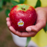 apples
